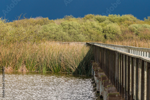 Wallpaper Mural Lake, rushes and marsh plants at the ege of the lake, and an old wooden boardwalk through the lake. Oso Flaco Lake, Oceano, California Torontodigital.ca