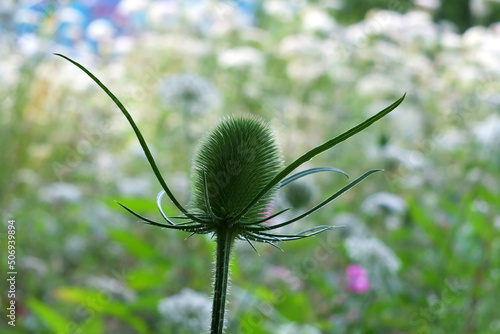 Foto close up a green teasel before the flowers bloom in a summer meadow