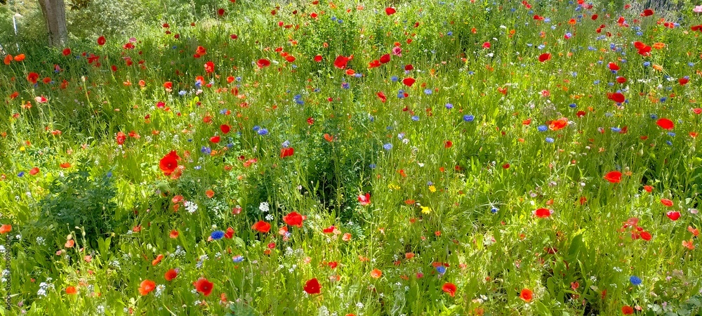 Red poppy flowers in a field. beautiful poppy meadow.
