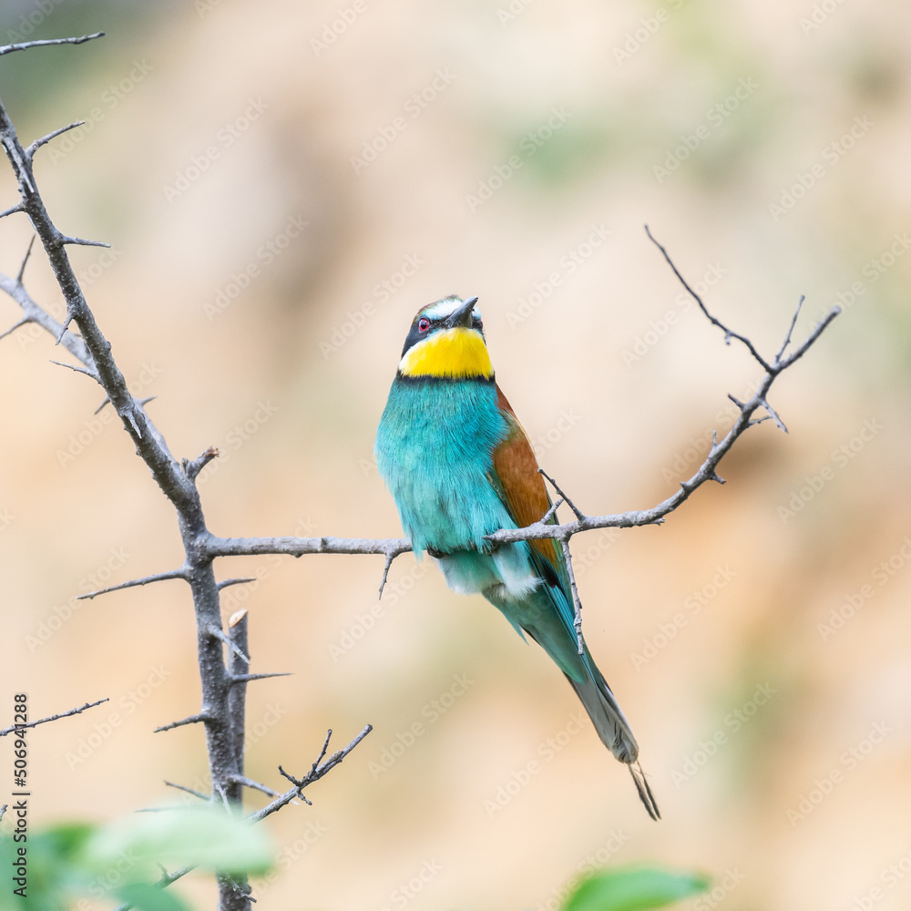Colourful birds European bee-eater Merops apiaster sitting on a stick