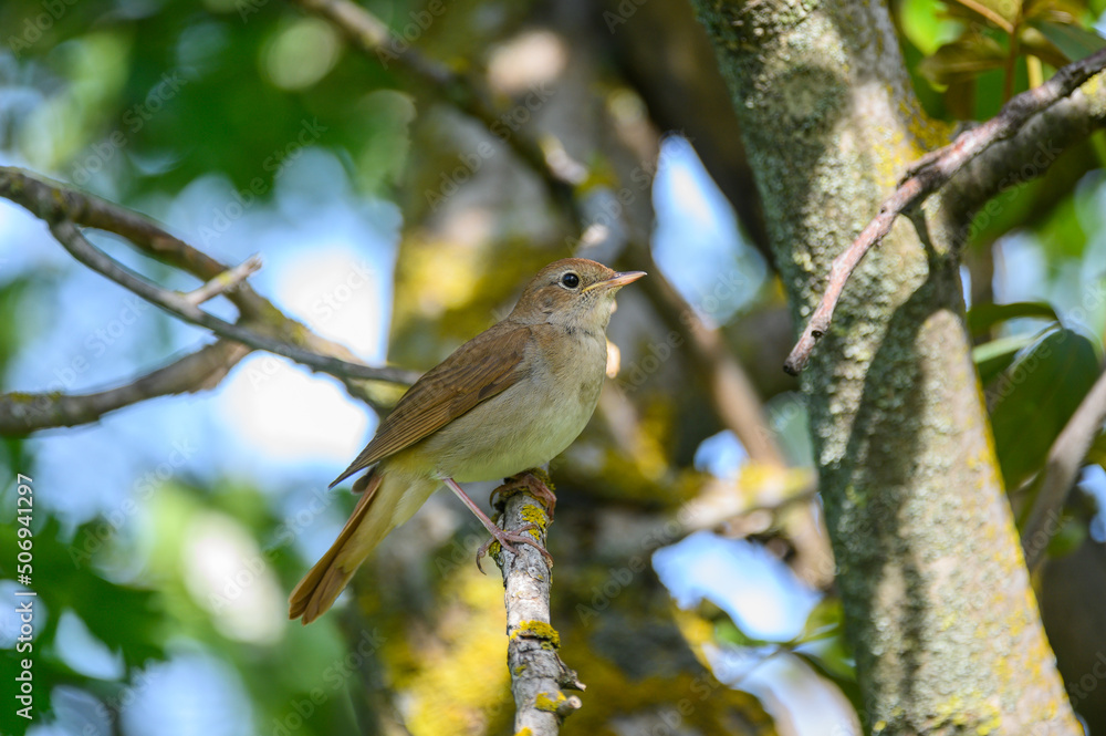 Obraz premium Common nightingale Luscinia megarhynchos in the wild