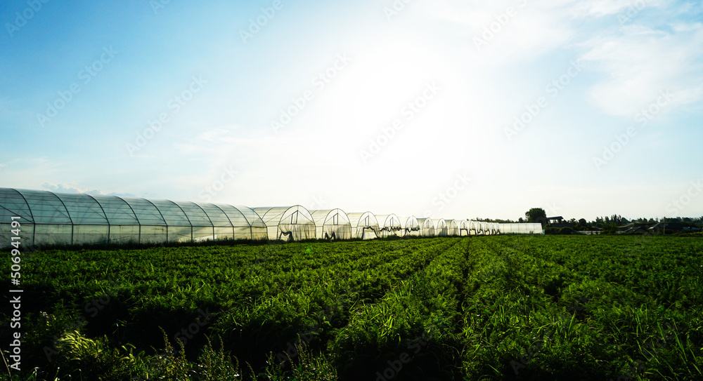 Greenhouse plantations