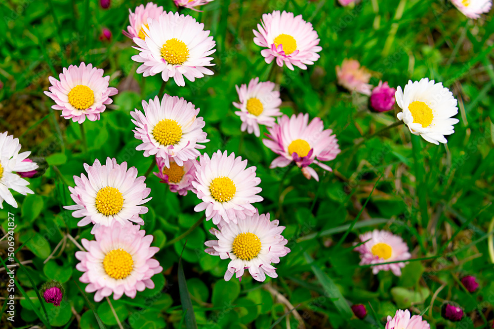 Obraz premium field white daisy flowers in green grass