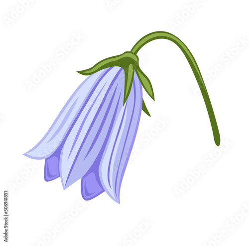 Campanula flower, peach-leaved bellflower plant. Botanical vector illustration, isolated on white background. Hand drawn flat decorative element.