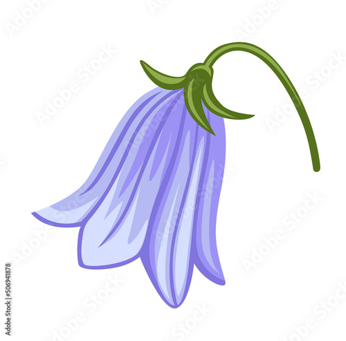 Campanula flower, peach-leaved bellflower plant. Botanical vector illustration, isolated on white background. Hand drawn flat decorative element.