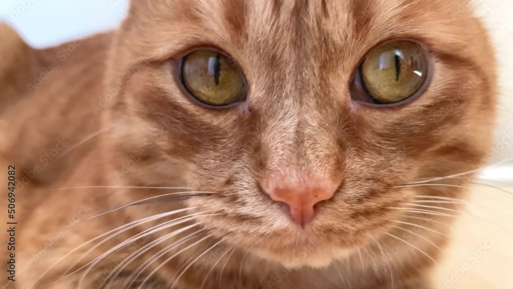 funny ginger lazy fat cat. High quality FullHD footage funny ginger lazy fat cat. High quality FullHD footage