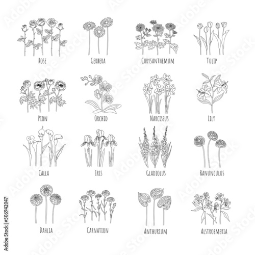 Set of main flowers: Rose, Gerbera, Chrysanthemum, Tulip, Pion, Orchid, Narcissus, Lily, Calla, Iris, Gladiolus, Ranunculus, Dahlia, Carnation, Anthurium, Alstroemeria. Line graphics