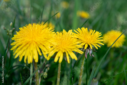 Dandelions in the grass. Spring flowering. Yellow dandelions. Spring. selective focus