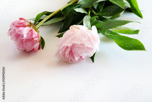 Bellissimi fiori di peonie rosa isolati su sfondo bianco. photo