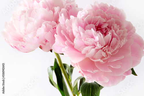 Bellissimi fiori di peonie rosa isolati su sfondo bianco. photo