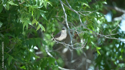 Angry Bird Black with Gray on a Tree Branch Ready to Attack