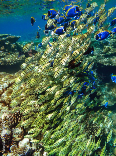 A large flock of tropical fish in the Indian Ocean.