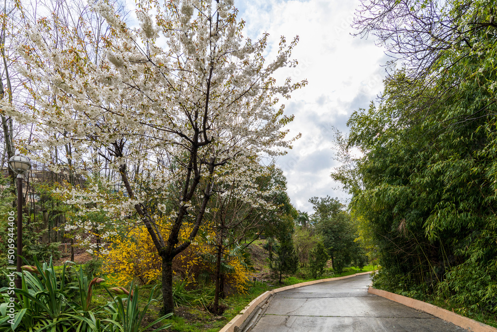 Flowering apple tree with white flowers