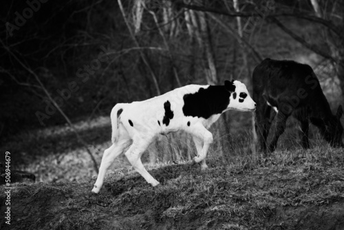 Spotted calf on hill of farm in black and white with selective focus.