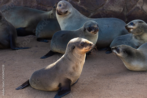 Fur seals at Cape Cross on the southwest coast of Africa, in Namibia.
