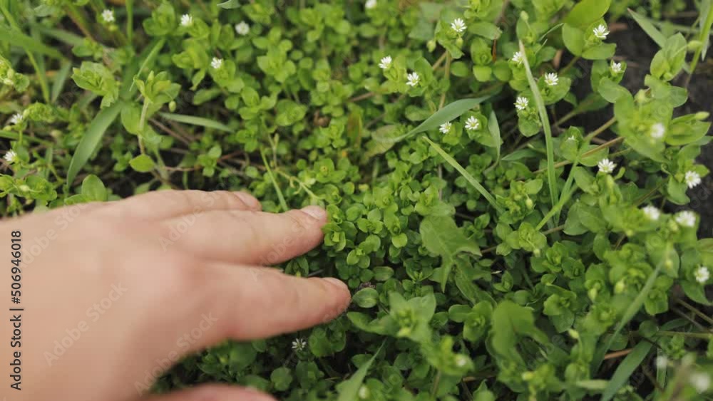 Top view of man's hand cherishing young fresh green grass with soil at countryside. Wild white flowers growing on spring lawn. Top view of man's hand cherishing young fresh green grass with soil at countryside. Wild white flowers growing on spring lawn.