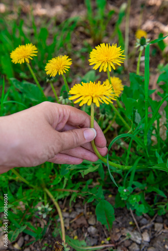 Blooming dandelions. Pluck wild flowers. Collect flowers. Hand tearing dandelions. Close-up. hand holding dandelion