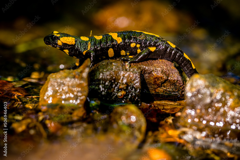 Obraz premium Descendant of Dragons on a Rocks in a Wild Stream Deep in the Woods