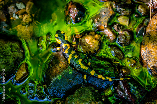 Fotografia Descendant of Dragons on a Rocks in a Wild Stream Deep in the Woods