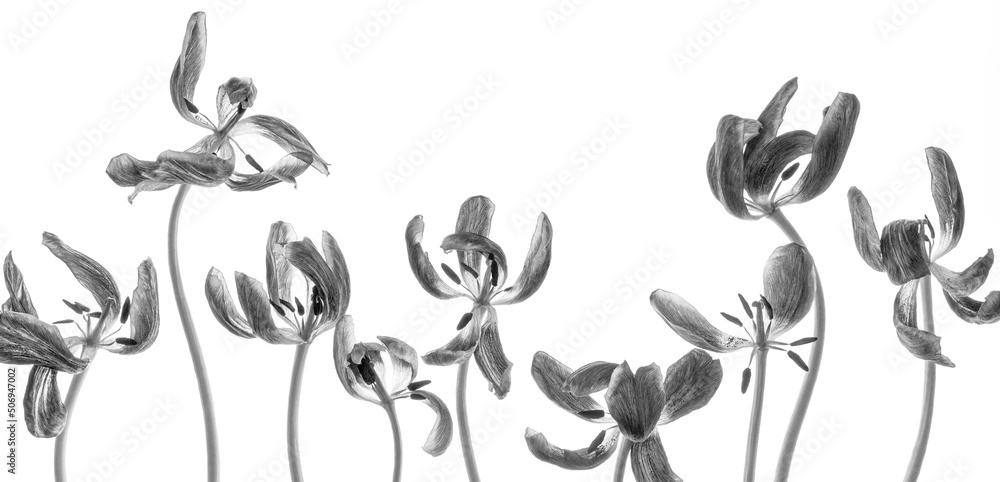 Group of transparent tulips. B&W photo. Studio shot of dry flowers with petals isolated on white background. The plant is photographed with a back light and shines through. Banner. Group of transparent tulips. B&W photo. Studio shot of dry flowers with petals isolated on white background. The plant is photographed with a back light and shines through. Banner.