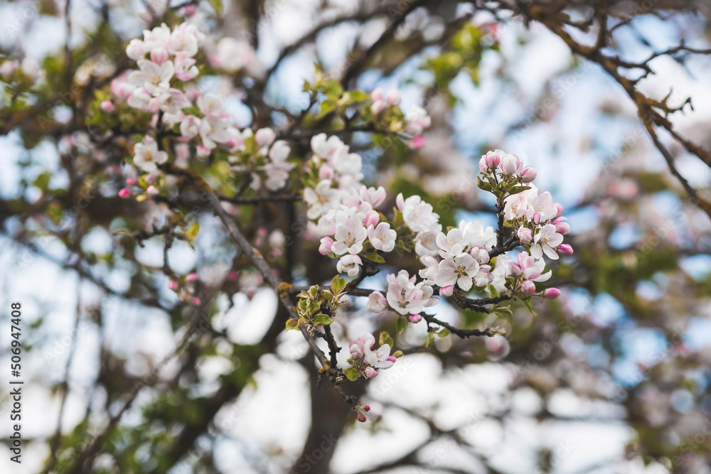 Apple blossoms in the beautiful sunset light. Spring, nature wallpaper. A blooming apple tree in the garden. Blooming white flowers on the branches of a tree. Macro photography.