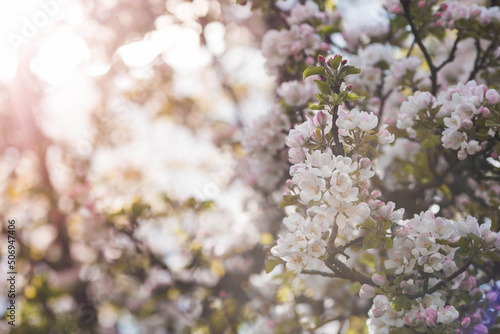 Apple blossoms in the beautiful sunset light. Spring, nature wallpaper. A blooming apple tree in the garden. Blooming white flowers on the branches of a tree. Macro photography. © Юлия Клюева
