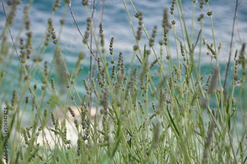 Mediterranean herb lavender by the sea coast, Lavandula angustifolia, Lavandula officinalis. Mediterranean lavender bush with turquoise sea in the background . © Marilena