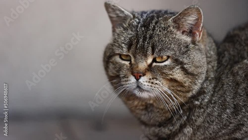 Wallpaper Mural adult striped cat serious looks at camera and focuses. purebred domestic cat with short hair and long mustache. British pet has straight ears. . High quality FullHD footage. Torontodigital.ca