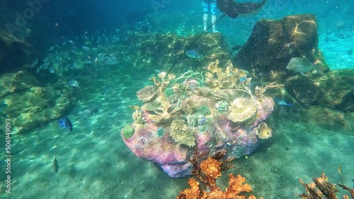 An underwater video of a Blue Tang, Sailfin Snapper and Lookdown fish swimming among the rock and coral reef. photo