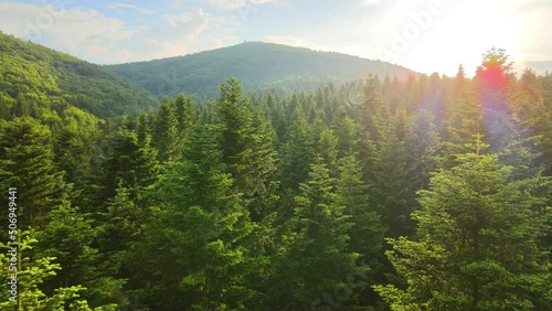 Aerial view of green pine forest with dark spruce trees. Nothern woodland scenery from above photo