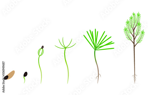Sequence of a larch tree growing isolated on white.