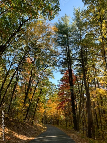 Autumn stroll in the forest.  © Scott