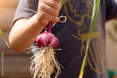 little boy harvesting garlic plants on urban garden or urban orchard photo