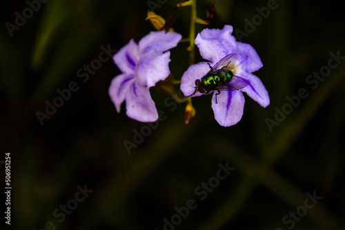 a green fly pollinating the blooming flower of Golden dewdrops (duranta erecta) plant with bokeh effect
