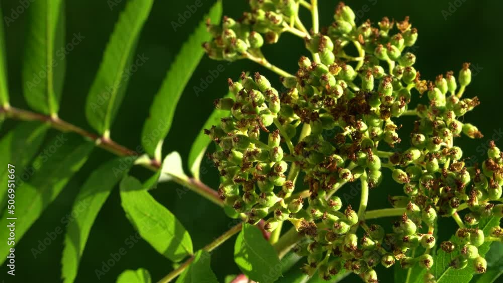 Fruit set Rowan in spring (Sorbus aucuparia) - (4K) Fruit set Rowan in spring (Sorbus aucuparia) - (4K)