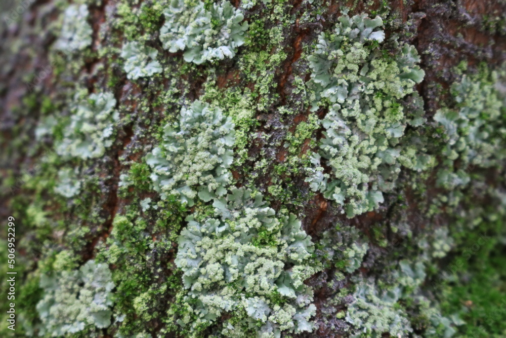 moss on tree moss on tree