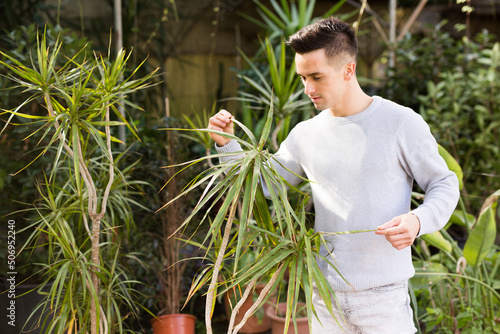 Young amateur gardener checking leaves of Dracaena marginata grown in pot in own greenhouse photo
