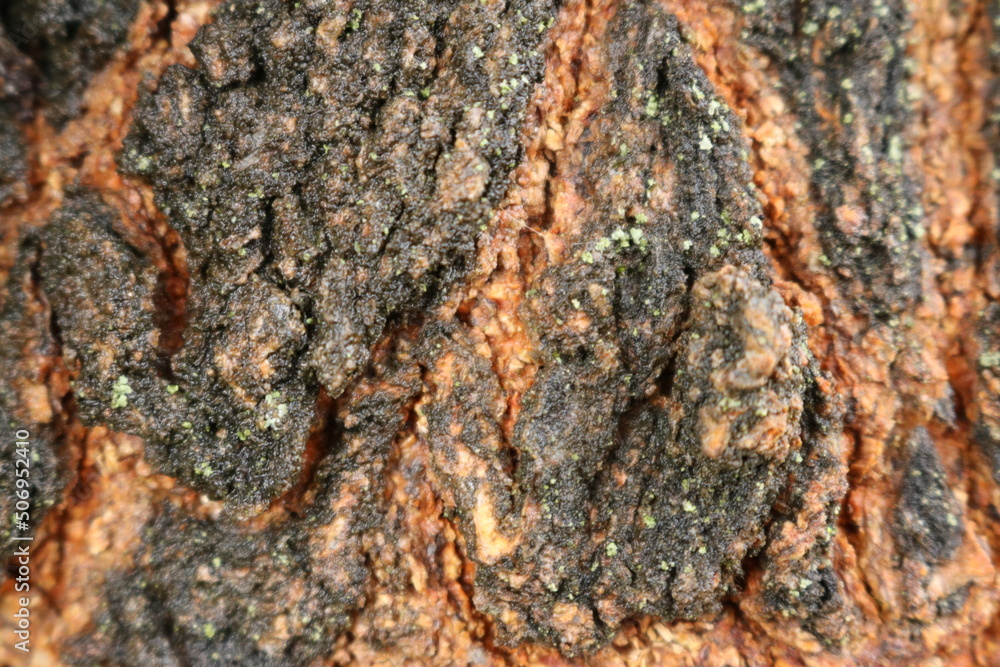 bark of a pine bark of a pine