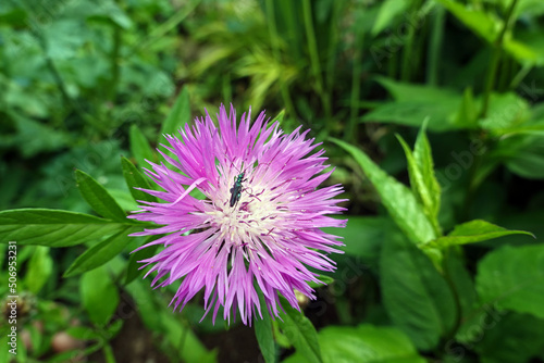 männlicher Grüner Scheinbockkäfer (Oedemera nobilis) auf einer Skabiosen-Flockenblume (Centaurea scabiosa) photo