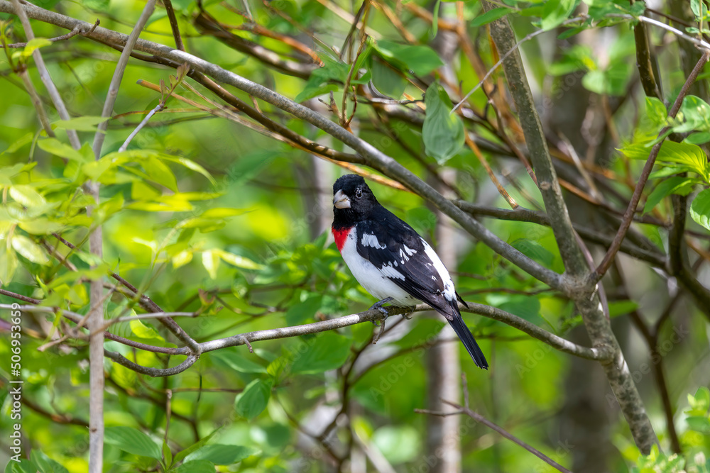 Fototapeta premium Adult male Rose-breasted Grosbeak (Pheucticus ludovicianus)