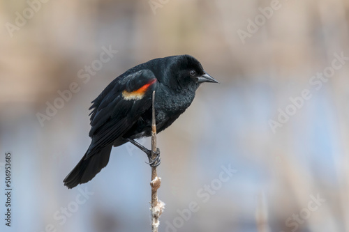 The red-winged blackbird (Agelaius phoeniceus). The male during spring reproduction, when he attracts the female with his singing