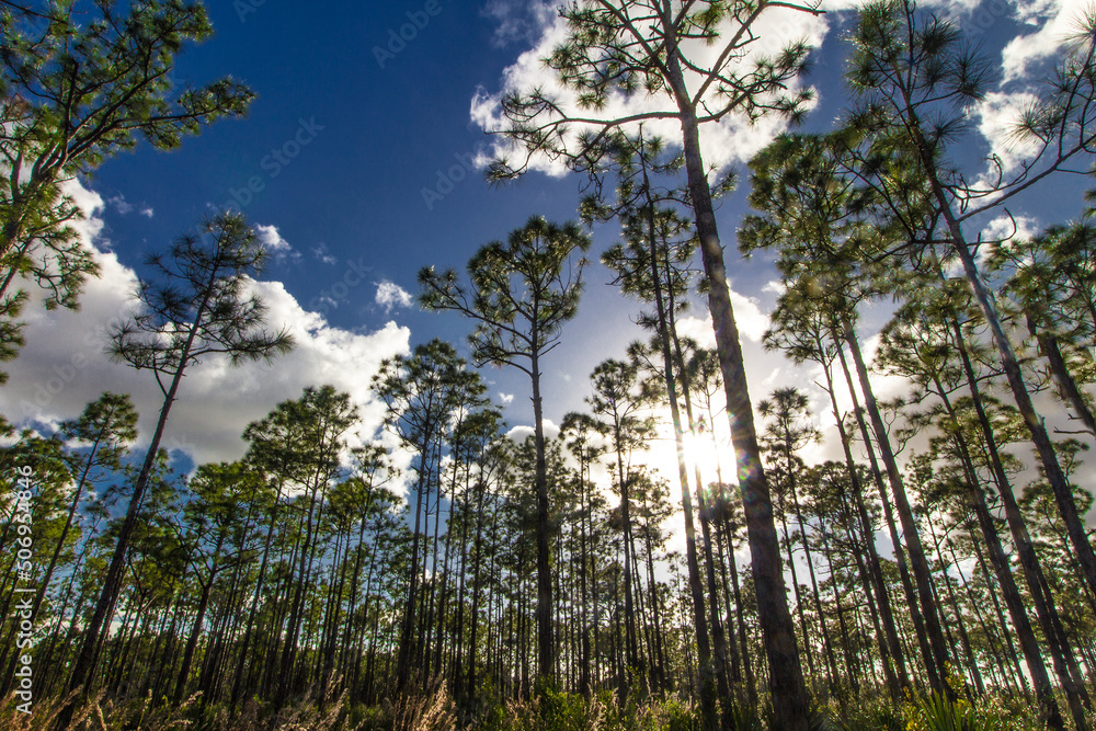 Fototapeta premium Oxbow eco-center, Fort Pierce, Florida