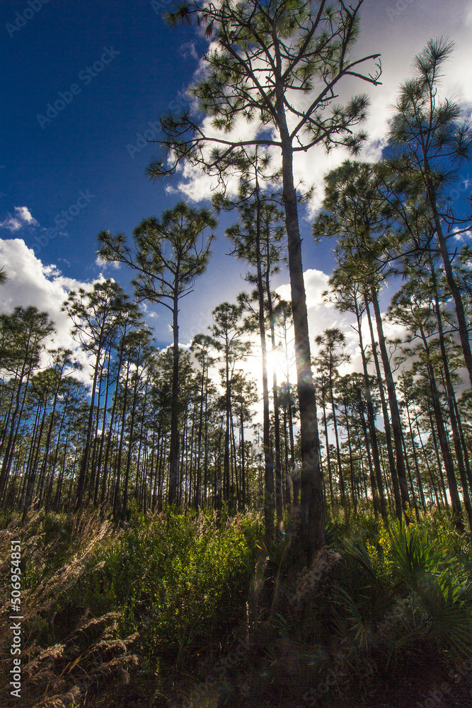 Fototapeta premium Oxbow eco-center, Fort Pierce, Florida