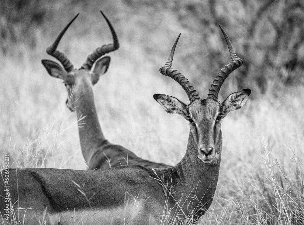 Black and white image male impala, Kruger National Park South Africa ...