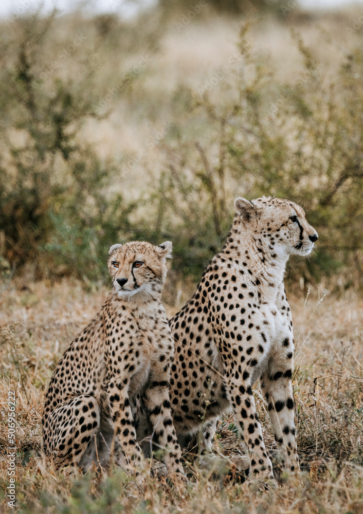 A female cheetah and cub in Kruger National Park, South Africa A female cheetah and cub in Kruger National Park, South Africa
