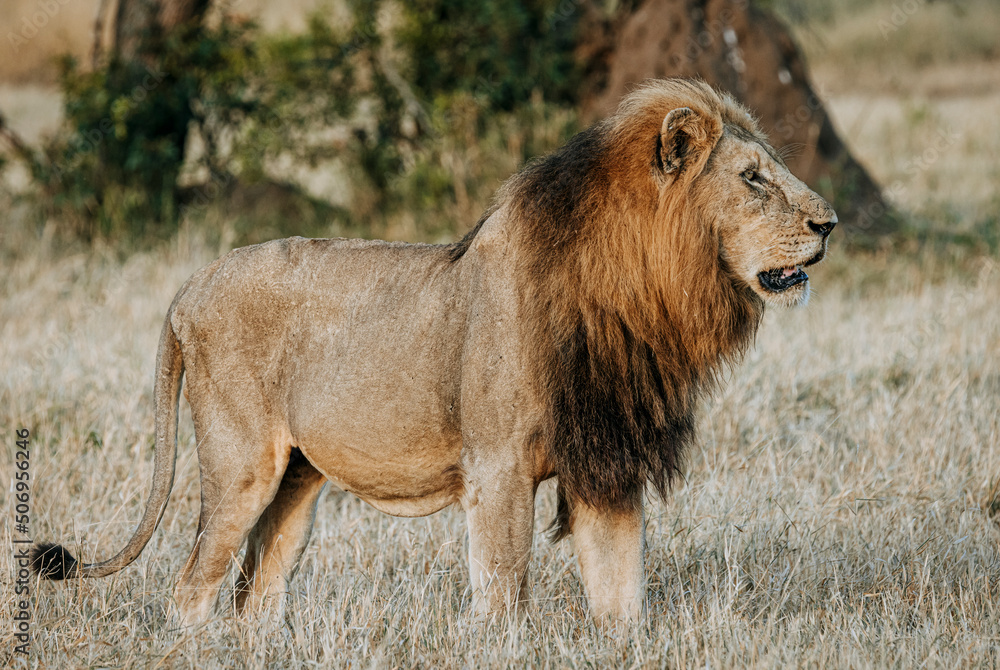Male lion with mane in Kruger National Park, South Africa Male lion with mane in Kruger National Park, South Africa