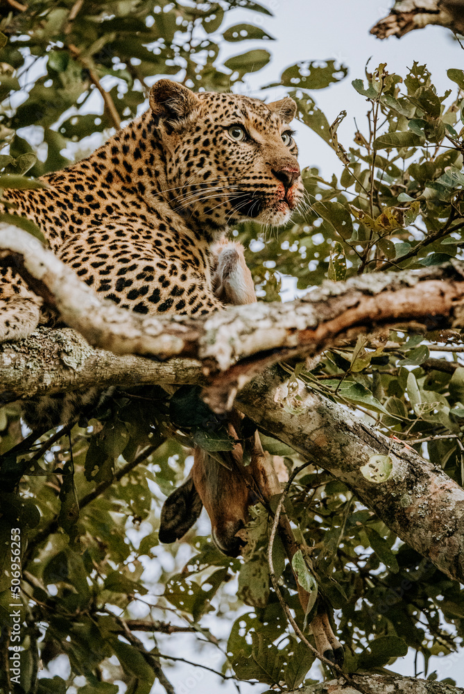 Leopard in tree with an impala kill and bloody mouth, South Africa Leopard in tree with an impala kill and bloody mouth, South Africa