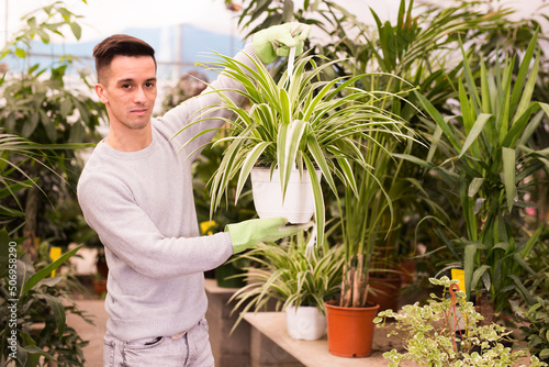 Young man engaged in growing of houseplants in greenhouse checking variegated Chlorophytum comosum in hanging pot photo