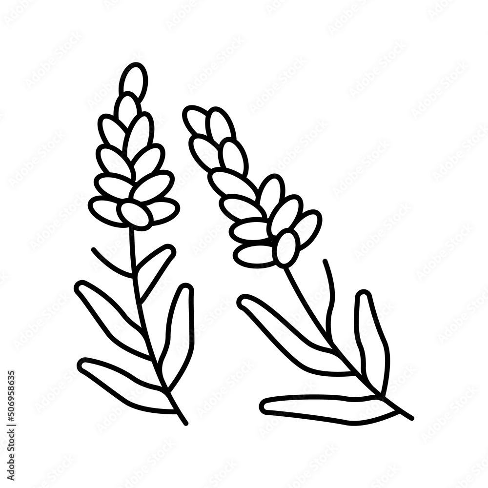 lavender herb line icon vector illustration lavender herb line icon vector illustration