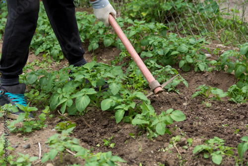 Close up of green young plants of potato and farmer working with a hoe on a potato field in spring day. Work in agricultural field